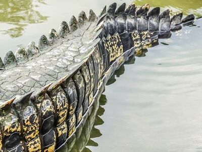 Ρόδος: Συναγερμός για "κροκόδειλο&q...