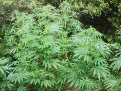 Ζαχάρω: Καλλιεργούσε δενδρύλλια χασίς στ...