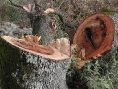 Αιτωλoακαρνανία: Οργιάζει η λαθροϋλοτομί...