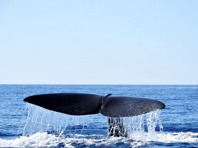 Φάλαινα φυσητήρας 20 μέτρων στη Μάνη! 