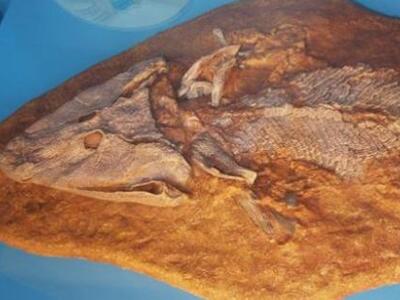 Το απολίθωμα Τικτααλίκ αποκαλύπτει πώς τ...