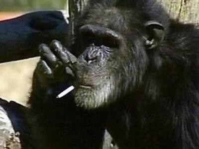 Αυτά είναι τα δέκα πιο έξυπνα ζώα του κόσμου 