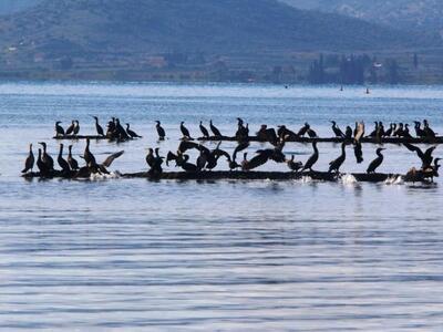 Πάνω από 15.500 υδρόβια πουλιά στην Κύπρο