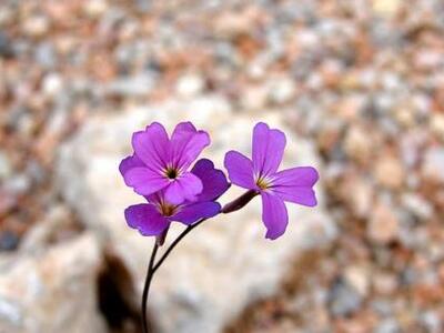 Αγρίνιο: Επιστημονική Ημερίδα στη μνήμη ...