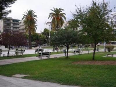 Πάτρα: Οι φοίνικες που έχουν οριστικά «τ...