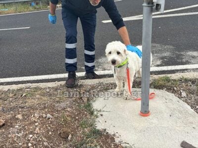 Νεκρός 54χρονος σε τροχαίο - Σώθηκε το σκυλί του και τον περίμενε δίπλα στο τρακάρισμα