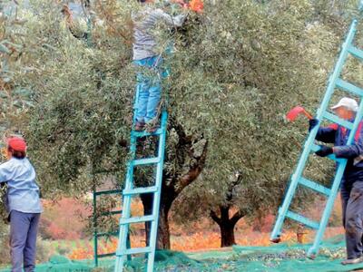 Άποροι Πατρινοί πήραν άδεια  να μαζέψουν...