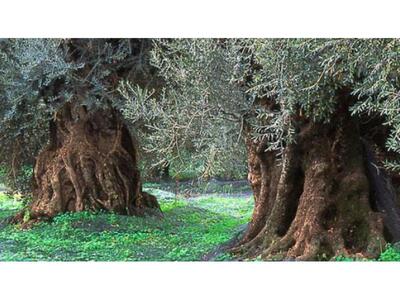 Μεταφύτευση υπεραιωνόβιων ελαιόδεντρων α...