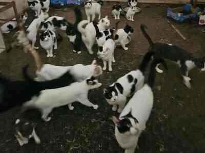 Πάτρα- Απίστευτο: 28 γάτες φυλακισμένες ...