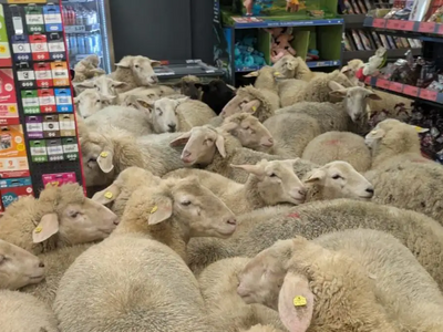 Γερμανία: Πρόβατα εισέβαλαν σε σούπερ μά...