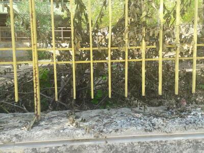 Πάτρα: Μαζί με το κλάδεμα έκοψαν και την...