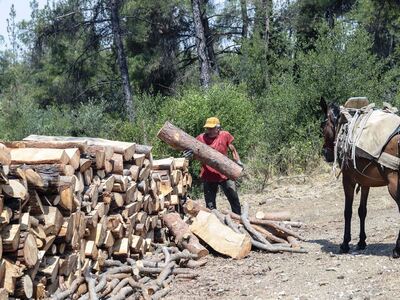 Σέιχ Σου: Άγνωστοι κλέβουν τα ξύλα των υλοτόμων 