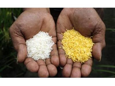 Το "χρυσό" ρύζι μπορεί να σώσε...