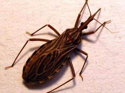 Ποιά είναι η ασθένεια με το όνομα "...