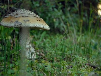 «Η κοπριά αλόγου ίσως είναι η λύση»