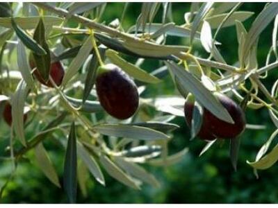 Αχαϊα: Θα ψεκάσουν, αλλά μόνο για τον δάκο...