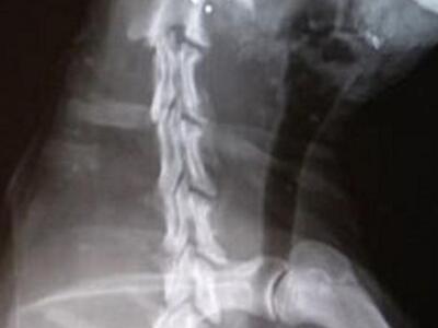 Πυροβόλησε το σκύλο εξ' επαφής... γιατί...