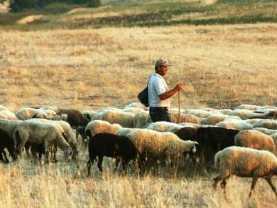 Πήγε να ταΐσει τα πρόβατα του και τα βρή...