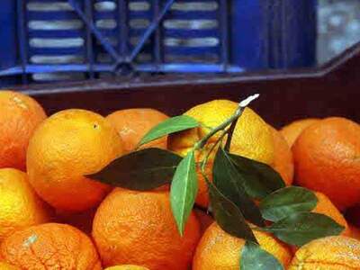 Την Κυριακή η γιορτή πορτοκαλιού στον Κάτω Αλισσό