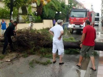 Πάτρα: Έπεσε δέντρο στον Άγιο Βασίλειο