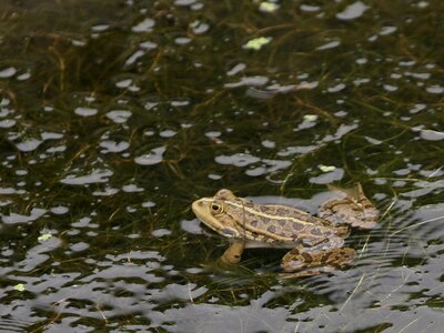 Επικίνδυνος βάτραχος σε λίμνη στα Χανιά