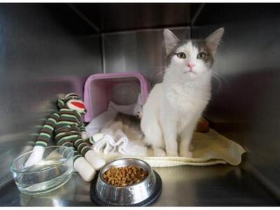 Χάθηκε γάτα και βρέθηκε 3.700 χλμ μακριά 