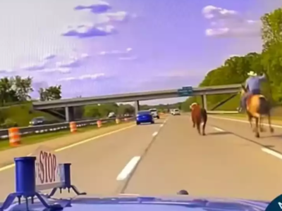 Αγελάδα εισβάλει σε αυτοκινητόδρομο στις...