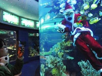 Δείτε φωτογραφίες από τα Χριστούγεννα σε...