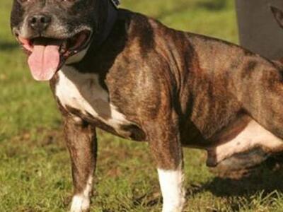 Βρετανία: Έκανε σεξ με το σκύλο της φίλης του!