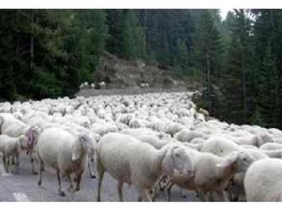 Ηλεία: Μπήκε η Σαρακοστή και κλέβουν αρν...