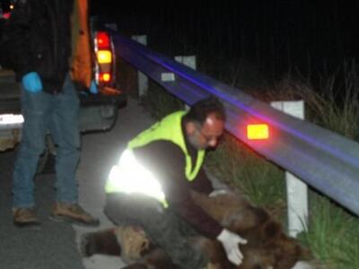 Νέο τροχαίο με θύμα αρκούδα- Έκκληση των...