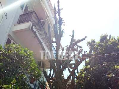 Πάτρα: Ο κάκτος της οδού Δανιηλίδος και ...