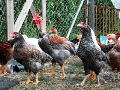 Αγρίνιο: Έκλεψαν μέχρι και τις κότες από...