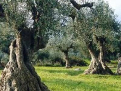 Πάτρα: Εκλογές στον Ελαιοκομικό – Αμπελο...