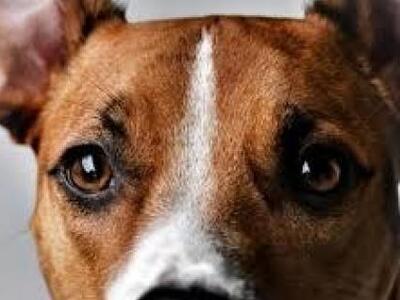 Άρτα: Σύσκεψη για τα αδέσποτα στο Δημαρχ...