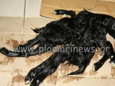 Τερατογένεση: Κατσικάκι γεννήθηκε με οκτώ πόδια