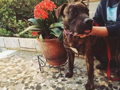 O Πρέσας και ο Ντάντε.  Δύο υπέροχα πλάσ...