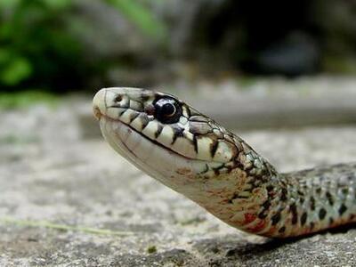 Πύργος: Μας ζώσανε... τα φίδια!