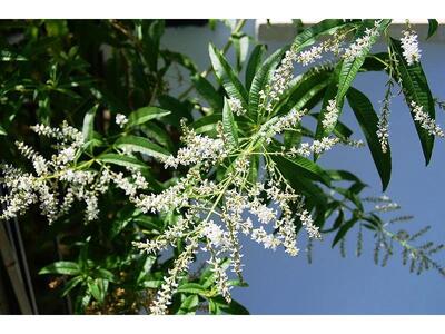 Λουίζα-Μια πολύτιμη φίλη