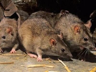 Σαράντα οι νεκροί από την επιδημία πανού...