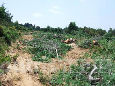 Καταγγελίες για κοπή δέντρων στην Τριανταφυλλιά!