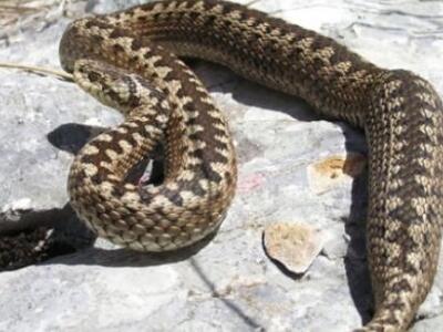 ΑΠΙΣΤΕΥΤΟ: 11 επικίνδυνα φίδια βρήκαν μέ...