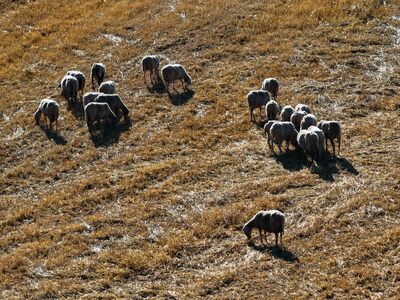 Αγγελόκαστρο: Έπεσαν τα ζώα από το φορτη...