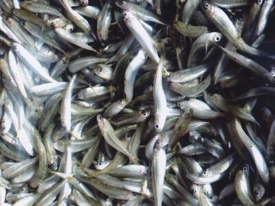 Πάτρα: 150 κιλά γόπες και αθερίνες κατασ...
