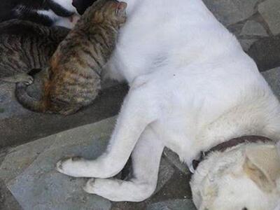 Δυτική Ελλάδα:Γάτες θηλάζουν από σκυλίτσ...