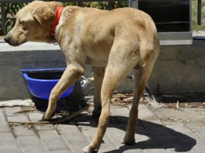 Ηλεία: Μάστιγα οι φόλες ...