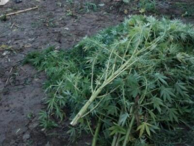 Αγρίνιο: 200 δενδρύλλια χασίς στις όχθες...