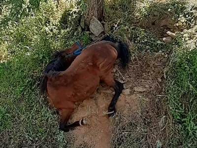 Οργή για το άλογο που βρέθηκε κρεμασμένο σε πλαγιά