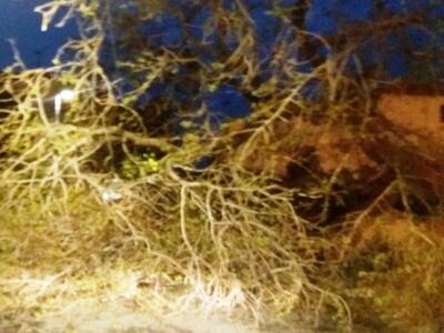 Θεσσαλονίκη: Πτώσεις δέντρων λόγω της κα...