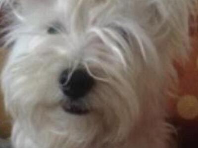Πάτρα:Χάθηκε σκυλάκι από την πλατεία Βουδ